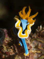 Chromodoris annae