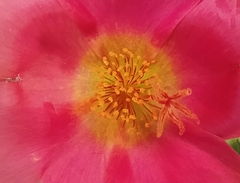 Portulaca umbraticola