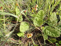 Hermannia transvaalensis