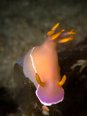 Hypselodoris bullockii