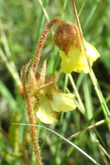 Hermannia transvaalensis