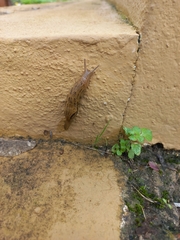 Drusia valenciennii