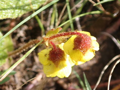 Hermannia transvaalensis