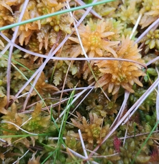 Sphagnum pulchrum