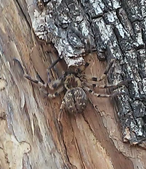 Polybetes pythagoricus