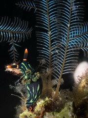 Nembrotha kubaryana