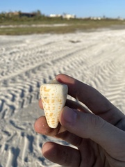Conus spurius