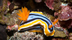 Chromodoris elisabethina