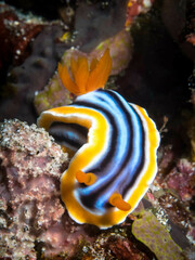 Chromodoris elisabethina