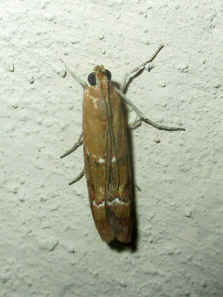 Epicrocis ferrealis