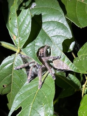 Caribena laeta