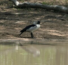 Sarkidiornis melanotos