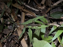 Anolis gundlachi