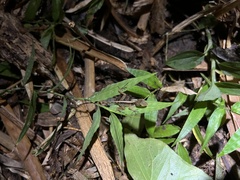 Anolis gundlachi