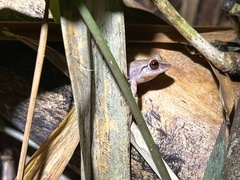 Eleutherodactylus antillensis