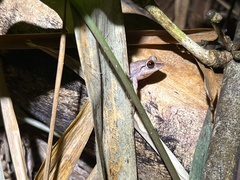 Eleutherodactylus antillensis