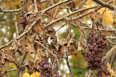 Vitis vinifera