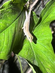 Anolis gundlachi