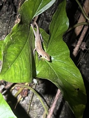 Anolis gundlachi