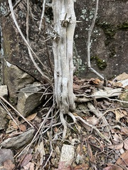 Ficus pumila