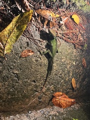Anolis cuvieri