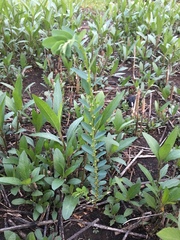 Phyllanthus evanescens