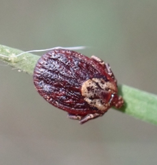 Dermacentor marginatus