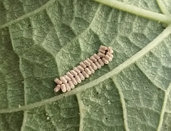 Insecta