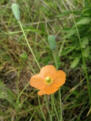 Papaver aculeatum