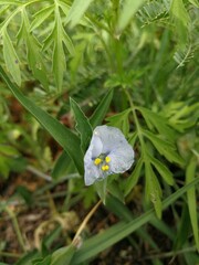 Commelina livingstonii