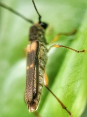 Thranius bimaculatus