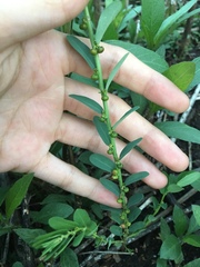 Phyllanthus evanescens