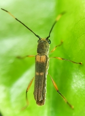 Thranius bimaculatus