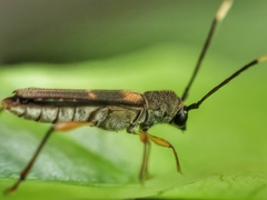 Thranius bimaculatus