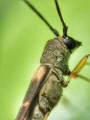 Thranius bimaculatus