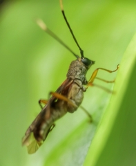 Thranius bimaculatus
