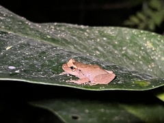 Eleutherodactylus coqui