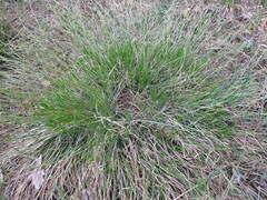 Carex pediformis