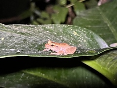 Eleutherodactylus coqui