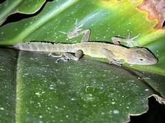 Anolis gundlachi