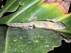 Anolis gundlachi