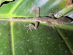 Anolis gundlachi