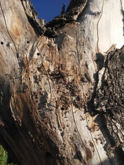 Polybetes pythagoricus