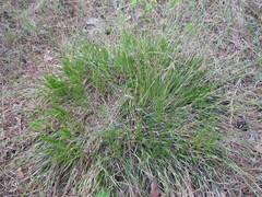 Carex pediformis