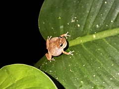 Eleutherodactylus coqui