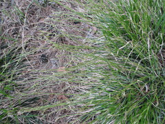 Carex pediformis
