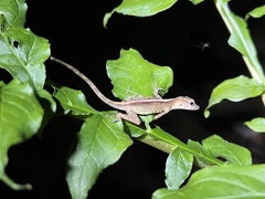 Anolis gundlachi