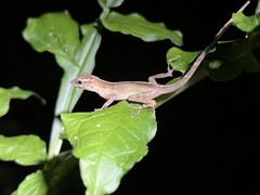 Anolis gundlachi