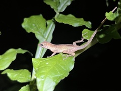 Anolis gundlachi