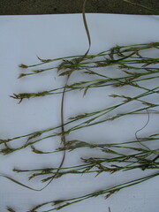 Carex pediformis